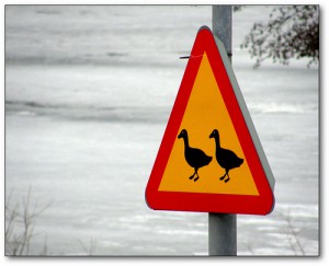 Beware of Ducks