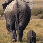 Mother and Baby Elephant