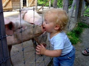 Not how we got the swine flu, but a cute picture!